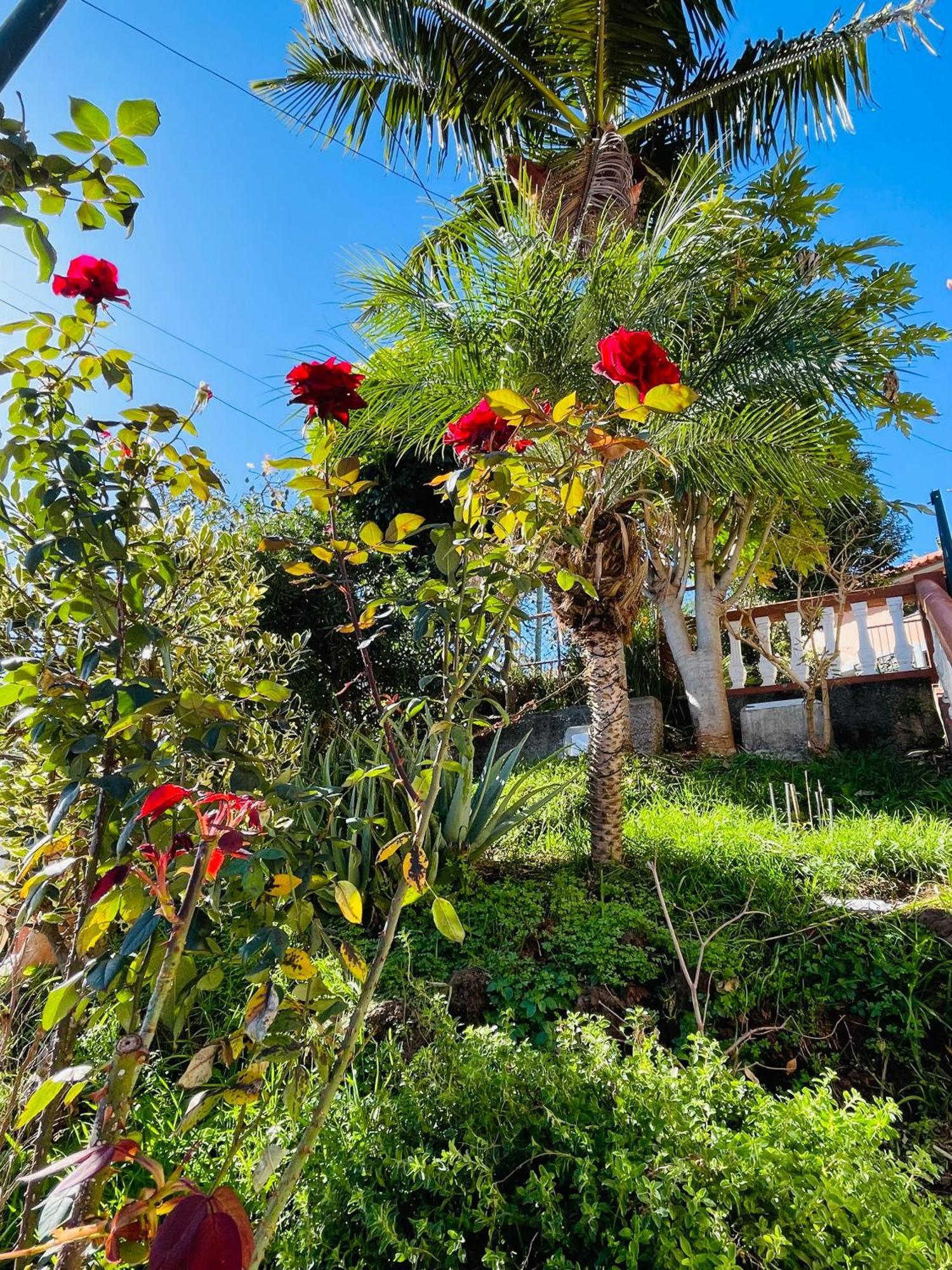 Cozy House Hotel Funchal  Kültér fotó